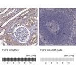FGF9 Polyclonal Antibody