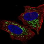 EDG6 Polyclonal Antibody