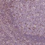 ING3 Polyclonal Antibody