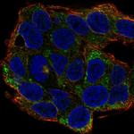 Ephrin A2 Polyclonal Antibody