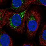 LAPTM4A Polyclonal Antibody