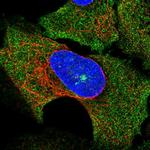 SOCS3 Antibody in Immunocytochemistry (ICC/IF)