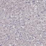 FSH beta Antibody in Immunohistochemistry (Paraffin) (IHC (P))