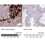 Dopamine beta Hydroxylase Antibody in Immunohistochemistry (Paraffin) (IHC (P))