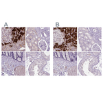 Dopamine beta Hydroxylase Antibody in Immunohistochemistry (Paraffin) (IHC (P))
