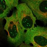 CD137 Antibody in Immunocytochemistry (ICC/IF)