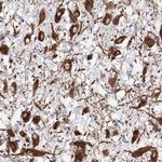 Oxytocin Antibody in Immunohistochemistry (Paraffin) (IHC (P))