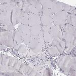 Oxytocin Antibody in Immunohistochemistry (Paraffin) (IHC (P))