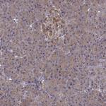 FNIP2 Polyclonal Antibody