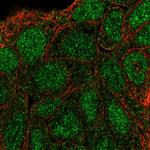 SHC3 Polyclonal Antibody