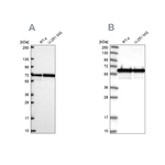 CCDC47 Antibody in Western Blot (WB)
