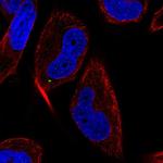 MAP1LC3C Polyclonal Antibody