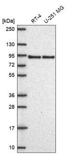 LRP8 Antibody in Western Blot (WB)