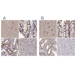 PLEKHG3 Polyclonal Antibody