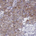 SCG5 Antibody in Immunohistochemistry (Paraffin) (IHC (P))