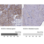 SCG5 Antibody in Immunohistochemistry (Paraffin) (IHC (P))