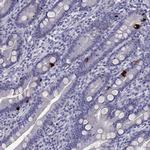 SCG5 Antibody in Immunohistochemistry (Paraffin) (IHC (P))