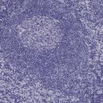 SCG5 Antibody in Immunohistochemistry (Paraffin) (IHC (P))