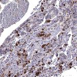 SCG5 Antibody in Immunohistochemistry (Paraffin) (IHC (P))