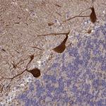 LINGO1 Antibody in Immunohistochemistry (Paraffin) (IHC (P))