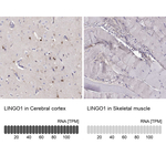 LINGO1 Antibody in Immunohistochemistry (Paraffin) (IHC (P))