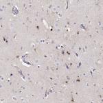 LINGO1 Antibody in Immunohistochemistry (Paraffin) (IHC (P))
