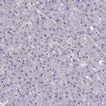 LINGO1 Antibody in Immunohistochemistry (Paraffin) (IHC (P))