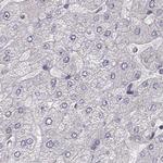 PLEKHG3 Antibody in Immunohistochemistry (Paraffin) (IHC (P))