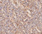 Follicle Stimulating Hormone Antibody in Immunohistochemistry (Paraffin) (IHC (P))