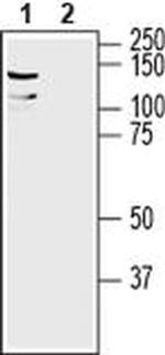 LRRC8A (extracellular) Antibody in Western Blot (WB)