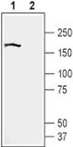 BAI2 (extracellular) Antibody in Western Blot (WB)