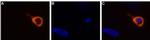 TRPV3 (extracellular) Antibody in Immunocytochemistry (ICC/IF)