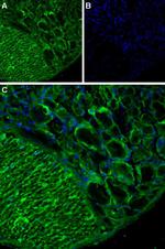 TRPA1 (extracellular) Antibody in Immunohistochemistry (IHC)