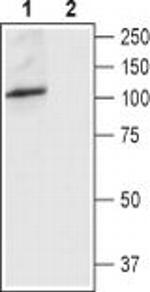 TRPV4 (extracellular) Antibody in Western Blot (WB)