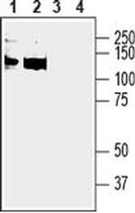 ANO6 (extracellular) Antibody in Western Blot (WB)