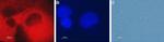 CLIC4 Antibody in Immunocytochemistry (ICC/IF)