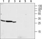CLIC4 Antibody in Western Blot (WB)