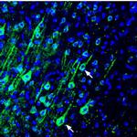 PMCA4 ATPase Antibody in Immunohistochemistry (Frozen) (IHC (F))
