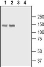 PMCA4 ATPase Antibody in Western Blot (WB)