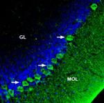 SERCA3 ATPase Antibody in Immunohistochemistry (Frozen) (IHC (F))