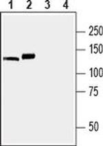 SERCA3 ATPase Antibody in Western Blot (WB)