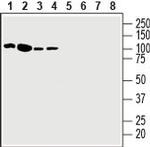 EphA3 (extracellular) Antibody in Western Blot (WB)
