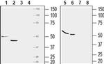 GPR120 (extracellular) Antibody in Western Blot (WB)
