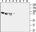 GPR43 (extracellular) Antibody in Western Blot (WB)