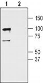 GluR3 (extracellular) Antibody in Western Blot (WB)