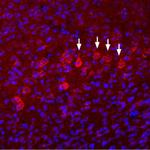 NMDAR3B (extracellular) Antibody in Immunohistochemistry (Frozen) (IHC (F))