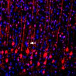 VGLUT2 Antibody in Immunohistochemistry (Frozen) (IHC (F))