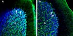 NETO2 (extracellular) Antibody in Immunohistochemistry (Frozen) (IHC (F))