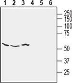 NETO2 (extracellular) Antibody in Western Blot (WB)