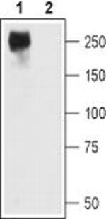 CaV1.2 Antibody in Western Blot (WB)